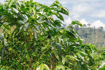 Fresh green coffee beans on a branch of a coffea, Colombia, Manizales.