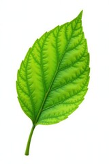 Obraz premium Single leaf isolated on white background with veins visible, white, foliage