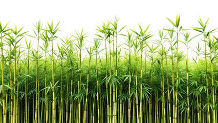 Long Exposure Bamboo Grass Sunrise Photography - Serene Morning Nature Scene