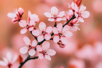 Obraz premium Delicate pink sakura flowers in full bloom on a blurred background. atmosphere of tenderness, harmony and romance. for design, advertising, postcards, backgrounds. close-up