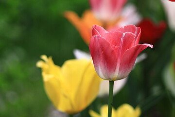 色とりどりに咲き誇る赤白黄色