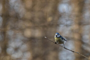Eurasian blue tit (Cyanistes caeruleus or Parus caeruleus) spring song