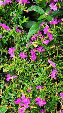 Cuphea hyssopifolia, commonly known as Mexican heather, false heather, or Hawaiian heather. It is a small evergreen shrub native to Mexico