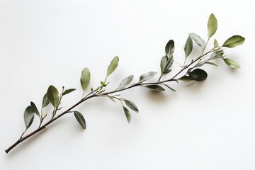 Olive branch isolated on white background