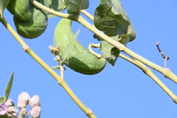Calotropis gigantea fruits. Its common names Crown Flower plant, Giant Indian Milkweed and Gigantic...