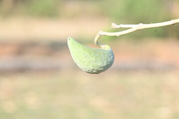 Calotropis gigantea fruits. Its common names Crown Flower plant, Giant Indian Milkweed and Gigantic...