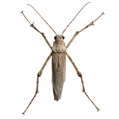 Stick insect png camouflaged insect png walking stick bug png nature insect png long-legged insect png exotic bug png transparent background image