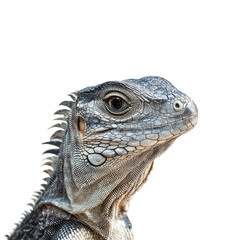 Iguana portrait png reptile close-up png wild iguana png scaly lizard png tropical reptile png exotic iguana png transparent background image
