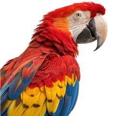 Fototapeta premium Striking Scarlet Macaw with Vibrant Feathers Isolated on White