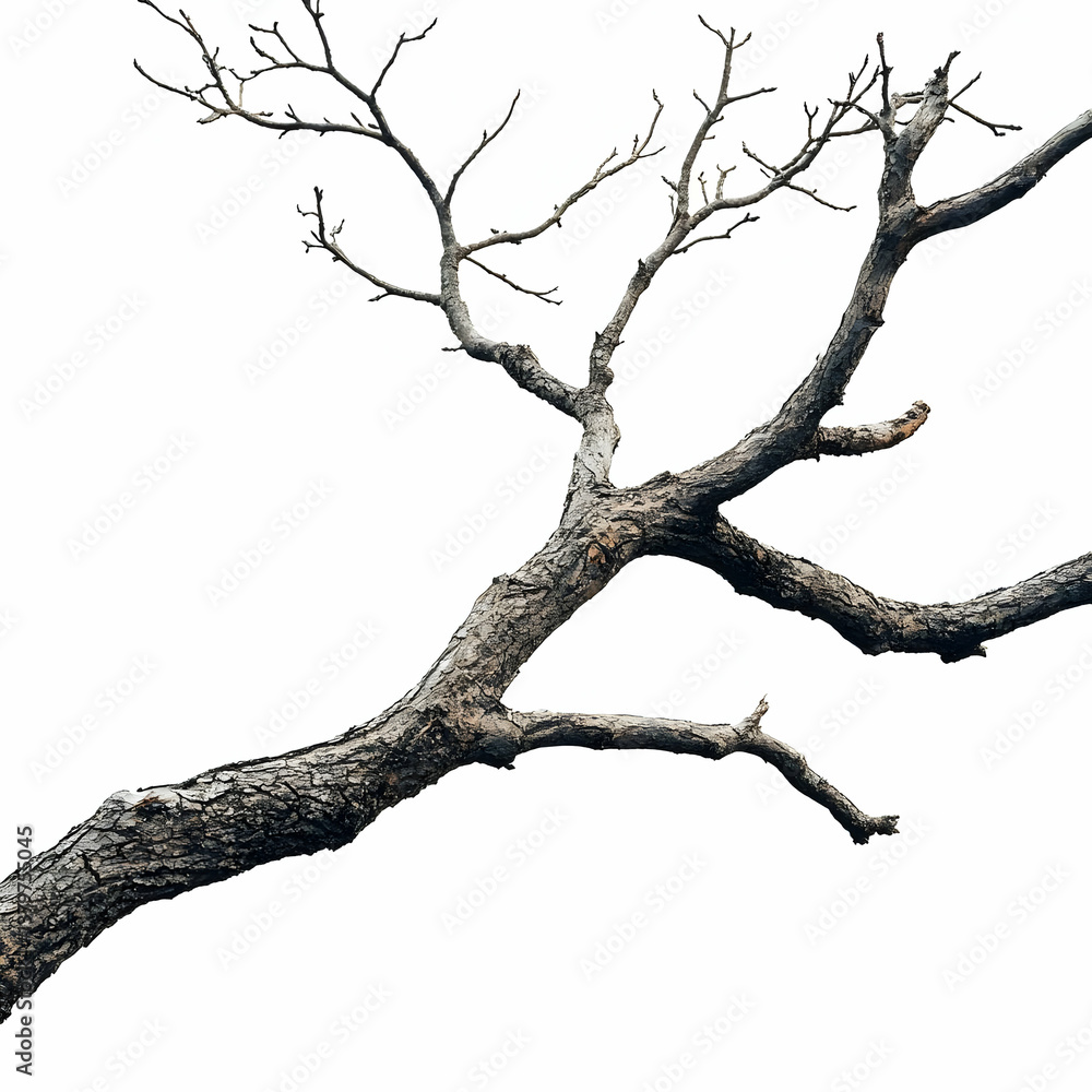Poster simple visual of a broken tree branch isolated on white background