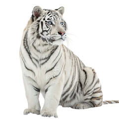 Obraz premium Rare White Tiger Sitting Majestically with Icy Blue Eyes Isolated on White