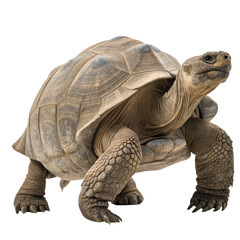 Obraz premium Majestic Giant Tortoise Standing with Textured Shell Isolated on White