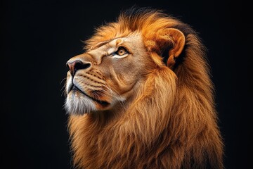 Fototapeta premium Majestic lion in profile view showcasing its powerful features and striking mane against a dark background