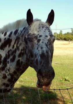 Knabstrupper Horse Biting Fence: A rare Knabstrupper horse with a unique spotted coat bites a fence, showcasing its distinctive markings.