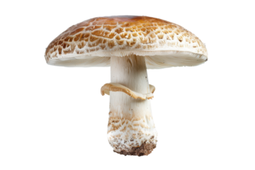 Patterson Essence Isolated On Transparent Background