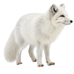 Obraz premium Stunning Arctic Fox with Fluffy White Fur Isolated on White