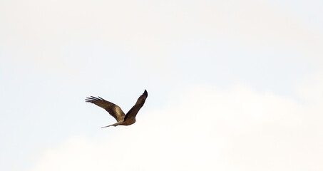 Yellow billed Kite bird in flight (Milvus aegyptius) or Geelbekwou flying away, back or rear view of wings outstretched against a blue sky in Hermanus, Western Cape, South Africa