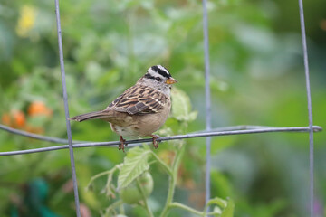 White-crowned Sparrow on a Wire Frame