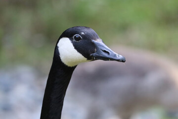 Canada Goose, Staring