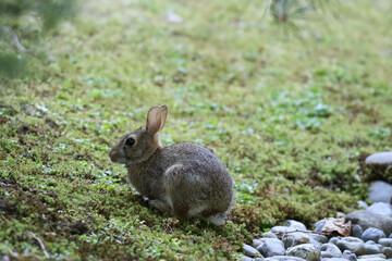 Small rabbit on a grassy hillside