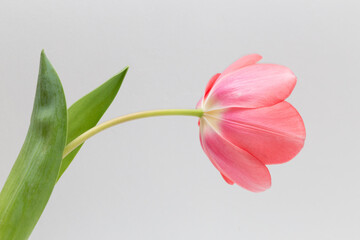 pink tulip on a white background