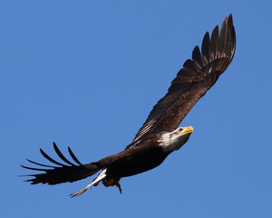 Bald Eagle, Flying with Blue Sky Background