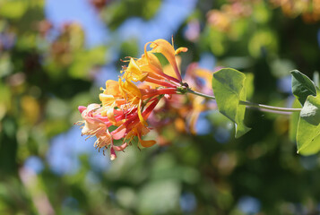 Honeysuckle Flowers