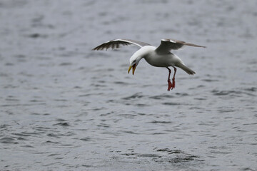 Gull Screeching While Flying, Looking Down at the Water