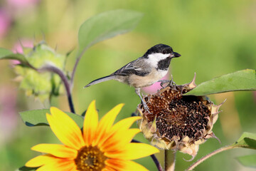 Chickadee perched on a sunflower that has gone to seed