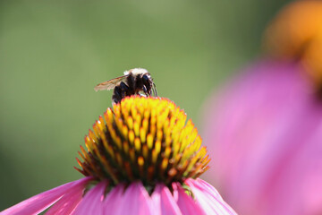 Bee on a Pink Flower, Macro