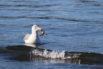 Gull Caught A Crab