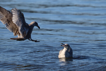 Two Gulls, Fighting