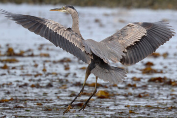 Great Blue Heron, Landing
