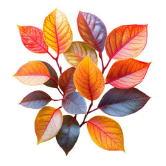 Obraz premium Croton PNG houseplant PNG colorful leaves PNG tropical plant PNG indoor plant PNG decorative plant PNG transparent background