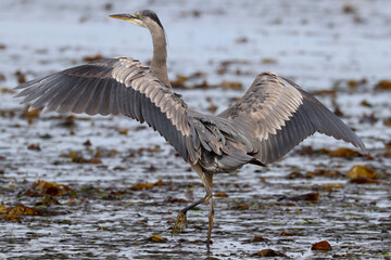 Great Blue Heron, Landing
