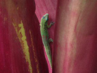 Green Gecko on Red Leaves