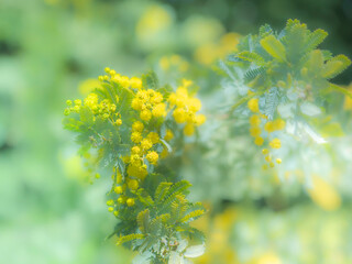 春の公園や花壇を彩るミモザのある風景。眩しい日差しでボケた景色。ぼんやりした花畑のイメージ。
