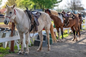 Tacked Horses at Ranch: A lineup of horses, saddled and ready, stands against a ranch fence,...