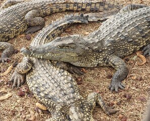 Resting crocodiles .