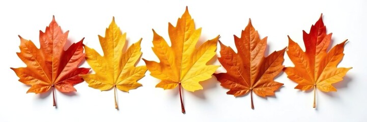 Obraz premium A row of isolated oak leaves on a white surface, isolated, white