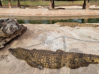 Resting crocodiles .