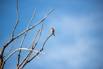 Eastern Bluebird (Sialia sialis) perched on bare branch against vivid blue sky background