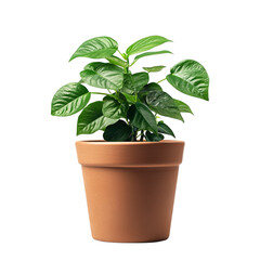 Fototapeta premium Lush Green Plant in Terracotta Pot Home Gardening Indoor Plant