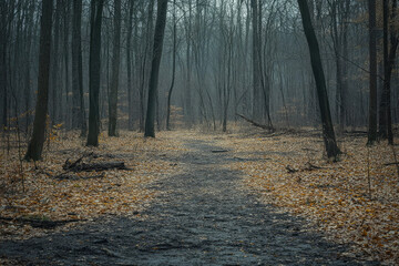 Obraz premium A path winds through a misty, autumnal forest, fallen leaves carpeting the ground.
