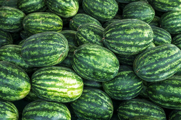 Fresh watermelon fruit in watermelon fields. Watermelon harvest season in summer.