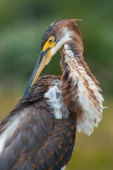 Juvenile great blue heron