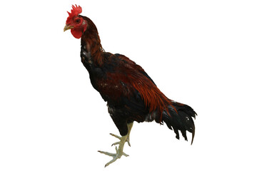 chicken rooster photo transparent background