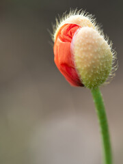 Poppy Flower Bud Ready to Bloom