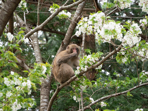 Japanese Macaque Eating Cherry Blossoms on a Tree Branch