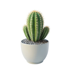 Green Cactus in White Pot Home Decor Succulent Plant